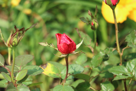 A vibrant crimson rosebud unfolds amidst lush green foliage, bathed in soft sunlight. Other buds and a yellow flower add to the serene summer garden scene.の写真素材
