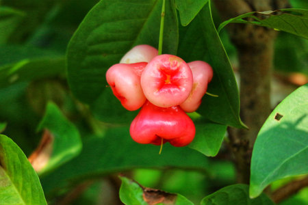 A cluster of ripe rose apples hangs delicately from a branch, their vibrant pink hues contrasting beautifully against the deep green foliage. A tranquil, natural scene.の写真素材