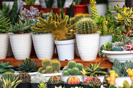 A delightful array of cacti and succulents in white pots, bathed in soft light.  Their textures and colors create a lively, charming scene.の写真素材