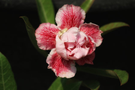 A delicate pink Adenium flower, its petals striped with vibrant crimson, blossoms against a dark backdrop.  Soft light enhances its beauty, creating a serene and captivating image.の写真素材