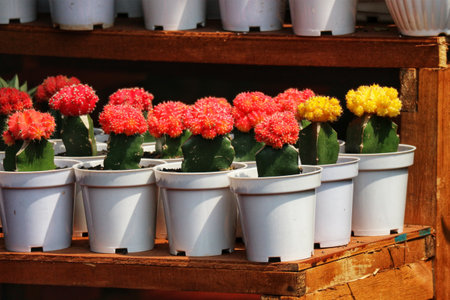 Sun-drenched cacti in cheerful red and yellow burst from their white pots, creating a vibrant and joyful scene. A delightful, colorful display!の写真素材