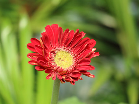 A single, striking red gerbera daisy stands out against a softly blurred green background.  Its rich color and delicate petals create a serene, joyful mood.の写真素材