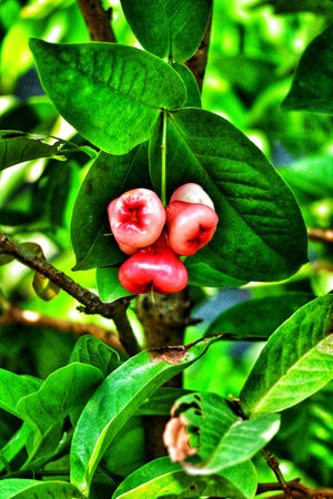 A cluster of rose apples hangs delicately from a vibrant green leaf, bathed in sunlight.  The scene is lush, alive, and exudes a sense of natural beauty.の写真素材