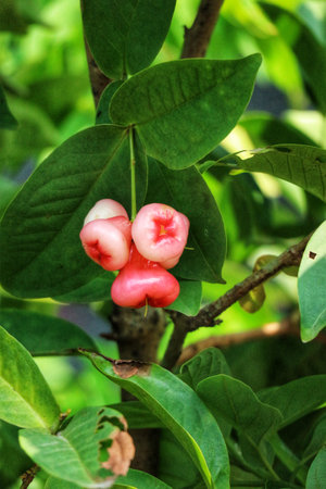 Delightful cluster of rose apples, their pink hues glowing amidst vibrant green leaves.  A serene, natural scene.の写真素材