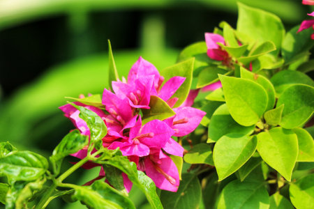 Sun-drenched bougainvillea flowers burst with vibrant pink, their delicate petals contrasting beautifully against the lush green foliage. A captivating summer scene.の写真素材