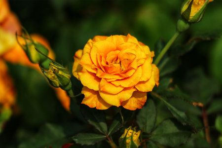 A single, sun-kissed golden rose captivates, its petals unfurling in a lush green garden. Warm light bathes the scene, creating a serene and beautiful moment.の写真素材