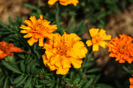 Sun-drenched orange marigolds burst forth, their delicate petals glowing. A warm, inviting scene of natural beauty.の写真素材