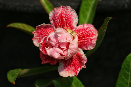 A stunning desert rose blossoms, its pink center contrasting beautifully with vibrant crimson petals. Sunlight highlights the delicate texture, creating a captivating image.の写真素材