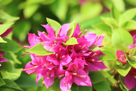A captivating cluster of bright pink bougainvillea flowers basks in sunlight, their delicate petals creating a cheerful and vibrant scene. The lush green foliage adds to the natural beauty.の写真素材