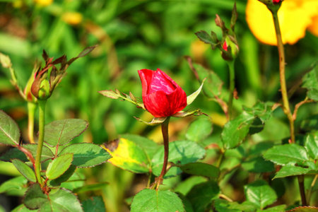 A single, vibrant red rosebud unfolds amidst a backdrop of lush green foliage, bathed in sunlight. The scene evokes a sense of peace and natural beauty.の写真素材