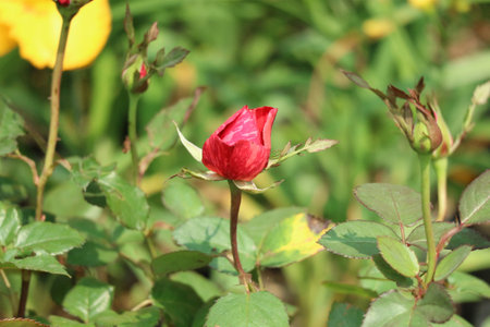 A single, vibrant crimson rosebud unfolds amidst lush green foliage, bathed in soft sunlight.  The scene evokes peace and tranquility.の写真素材