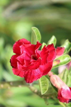 A single, rich crimson adenium flower bursts forth, its petals unfurling in the sunlight. Lush green foliage surrounds it, creating a vibrant and serene scene.の写真素材