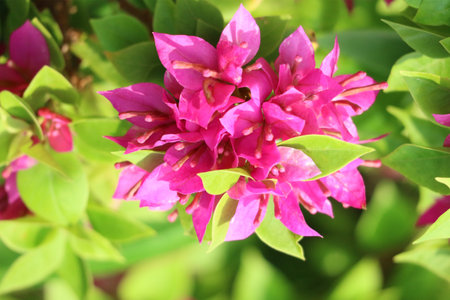 A cluster of vibrant pink bougainvillea flowers basks in sunlight, their delicate petals creating a lively and cheerful scene. The lush green foliage adds to the overall beauty.の写真素材