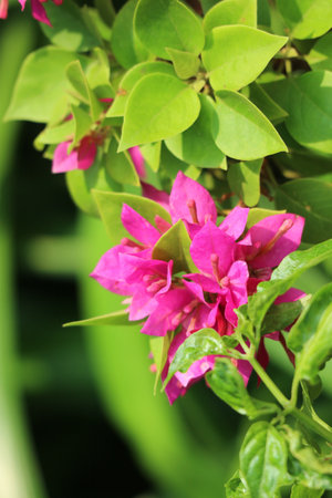 Lush pink bougainvillea flowers burst forth, their vibrant hues contrasting beautifully against the rich green foliage. A tranquil and vivid tropical scene.の写真素材
