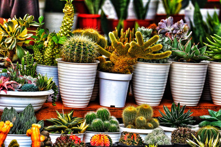 A captivating array of cacti and succulents in pristine white pots.  Their diverse textures and colors create a lively, botanical scene.の写真素材
