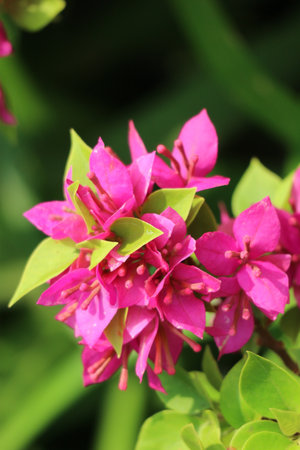 A cluster of bright pink bougainvillea flowers bursts with life against a soft green backdrop. Sunlight illuminates their delicate petals, creating a cheerful, vibrant scene.の写真素材