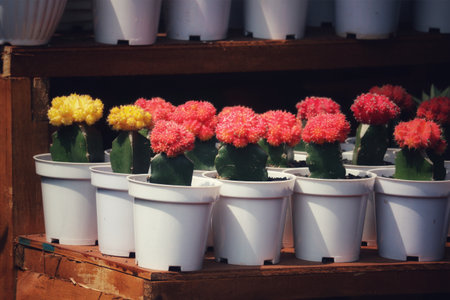 Sun-kissed cacti burst with color in their pristine white pots, creating a cheerful and vibrant garden scene.  The contrasting colors and textures are captivating!の写真素材