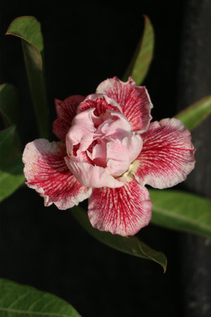 A stunning close-up reveals a pink and crimson adenium flower, its petals delicately veined and strikingly detailed. The rich colors and soft lighting create a serene and captivating image.の写真素材