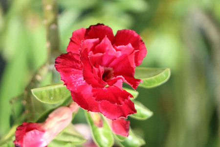 A striking crimson adenium flower unfolds its petals in a sun-drenched garden. The rich color contrasts beautifully with the soft green foliage, creating a vibrant and serene scene.の写真素材