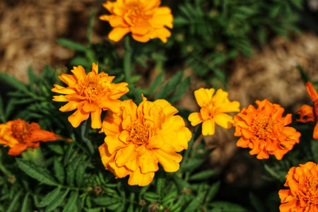 Sun-kissed marigolds burst with color in a vibrant garden. Their sunny petals glow, creating a warm and cheerful atmosphere.の写真素材