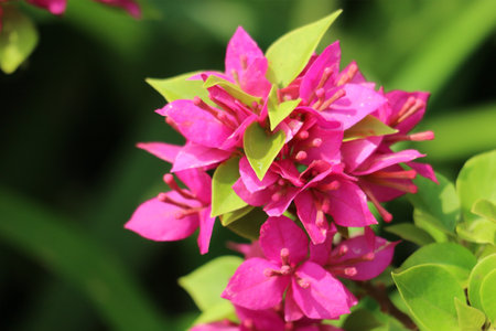 Sun-kissed bougainvillea blossoms burst with vibrant pink hues, their delicate petals creating a lush, tropical scene. A captivating display of natural beauty!の写真素材
