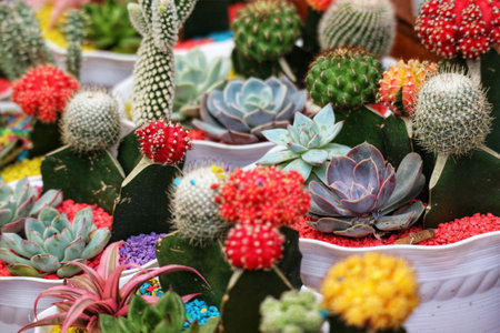 A delightful mix of cacti and succulents in vibrant pots bursts with color!  Succulents in various shades of green and red cacti create a joyful, lively scene.の写真素材