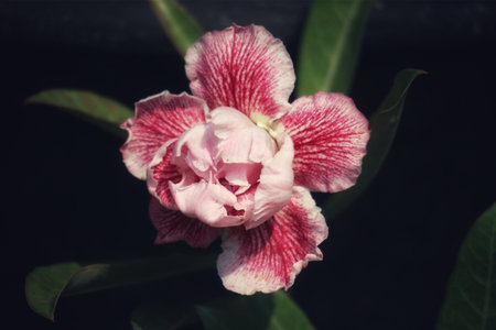 A delicate pink desert rose unfolds, its crimson veins creating a striking contrast against the deep, dark background. Soft light enhances its romantic beauty.の写真素材