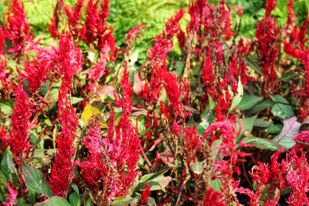 Sun-drenched crimson celosia flowers burst forth, their feathery plumes creating a stunning, vibrant summer scene. A captivating display of natural beauty!の写真素材