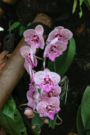 A stunning cluster of pink Phalaenopsis orchids bursts forth, each petal delicately speckled. The vibrant blossoms create a lush, enchanting scene, exuding tropical elegance.の写真素材