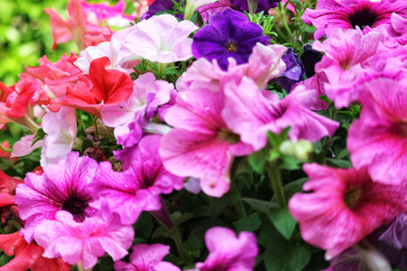 A captivating burst of color!  Pink, purple, and red petunias create a lively, romantic scene.  Delicate petals and lush foliage fill the frame.の写真素材