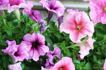 Close-up of lush petunias in soft pinks and purples.  The delicate petals create a serene and romantic atmosphere.の写真素材
