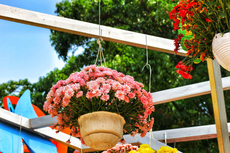 Delightful pink chrysanthemums hang in terracotta pots under a sunny pergola, creating a cheerful and vibrant summer atmosphere.  Other flowers add pops of color!の写真素材