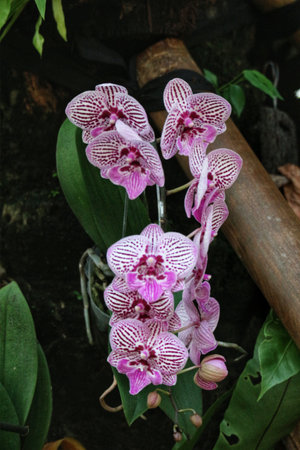 A stunning cluster of orchids, their petals speckled with vibrant pink and white, sway gently in the shadows. The lush green foliage provides a dramatic backdrop for this enchanting display of nature's artistry.の写真素材