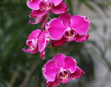 Close-up view of vivid pink orchids, their petals edged in white, creating a lush, romantic feel.  The soft focus background enhances their beauty.の写真素材