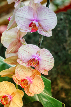 A captivating cluster of orchids, in soft pinks and oranges, hangs delicately.  Their intricate petals glow, creating a serene and beautiful scene.の写真素材