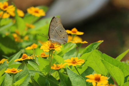 A delicate butterfly rests gently on a bright yellow zinnia, surrounded by a lush garden bursting with sunny blooms. Peaceful and idyllic.の写真素材