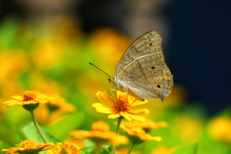 A delicate brown butterfly rests gently on a bright yellow flower, surrounded by a sea of sunny blooms. The scene evokes calm and natural beauty.の写真素材
