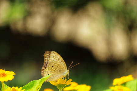 A delicate, pale butterfly rests gently on vibrant yellow flowers, bathed in soft sunlight. The tranquil scene evokes a peaceful, natural mood.の写真素材