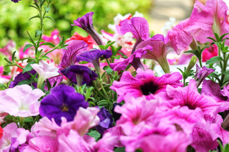 A captivating burst of pink, purple, and white petunias fills the frame, their delicate petals creating a dreamy, romantic summer garden.の写真素材