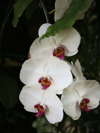 A cluster of pristine white phalaenopsis orchids gracefully hangs, their deep magenta centers adding a touch of vibrant contrast against the dark background. The scene evokes a feeling of tranquil beauty.の写真素材