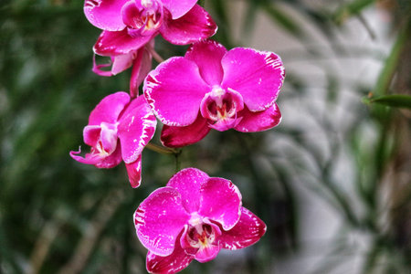 Close-up view of stunning pink orchids, their petals delicately marked, creating a vibrant and serene atmosphere.  The lush green background adds depth.の写真素材