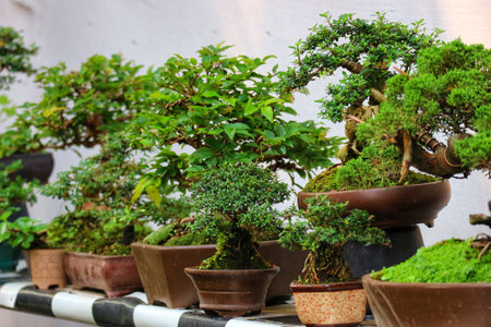 A captivating row of lush green bonsai trees, artfully arranged in simple brown pots, evokes a tranquil and peaceful mood.  Their vibrant foliage creates a serene miniature landscape.の写真素材