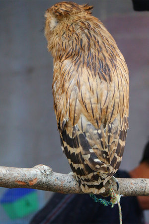 A captivating close-up reveals a brown owl perched serenely on a branch. Note the intricate pattern of its feathers, highlighted by soft light. Peaceful and beautiful!の写真素材