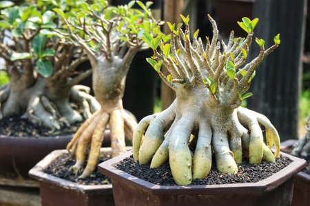 Three adenium bonsai trees in terracotta pots command attention.  Their unique root structures and vibrant green leaves create a tranquil, artistic scene.の写真素材