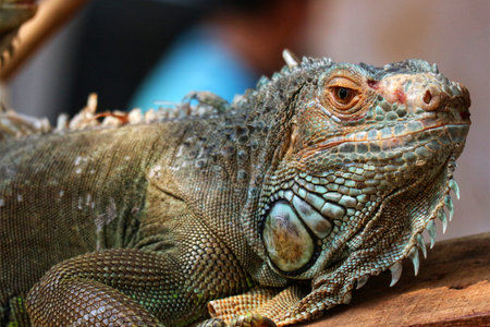 A majestic green iguana rests serenely, its intricate scales gleaming in the light.  A captivating close-up revealing the reptile's beauty and unique textures.の写真素材