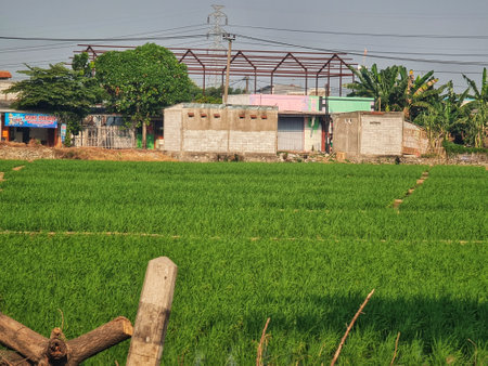 Serene rural scene: Lush green rice paddy stretches out before simple houses under a calm sky.  Peaceful atmosphere.の写真素材
