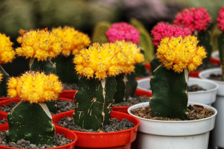 Sun-drenched yellow cacti burst with life in terracotta pots, their vibrant blooms creating a cheerful and warm atmosphere. A delightful display!の写真素材