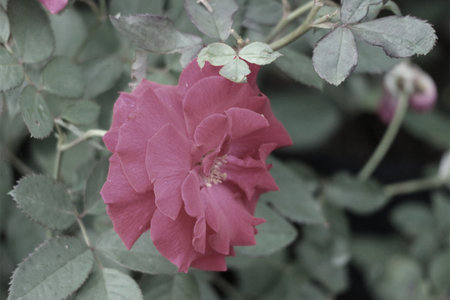 A single, vibrant crimson rose unfolds amidst muted green foliage, exuding a quiet beauty and peaceful atmosphere.の写真素材