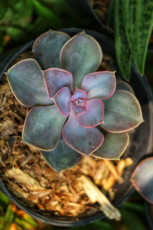 A captivating Echeveria succulent, its dusty rose petals delicately unfurl, creating a serene and peaceful atmosphere. The muted colors and soft light enhance its beauty.の写真素材