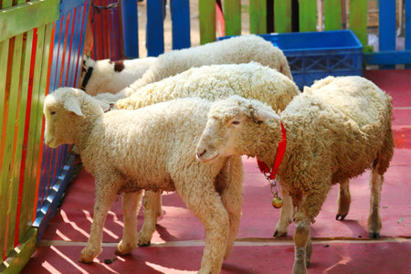 Adorable fluffy sheep frolic near a vibrant fence.  Sunlight bathes the scene, creating a cheerful and charming atmosphere.  A playful touch adds to the heartwarming moment.の写真素材